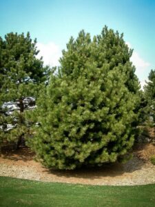 Сосна Чёрная (Pinus Nigra) купить по цене от 270.00р. в интернет-магазине «Посадика» с доставкой почтой в в Александровске-Сахалинском и по всей России – [изображение №1].