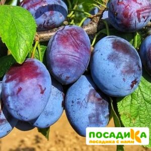 Слива Чачакская ранняя купить по цене от 229.00р. в интернет-магазине «Посадика» с доставкой почтой в в Александровске-Сахалинском и по всей России – [изображение №1].