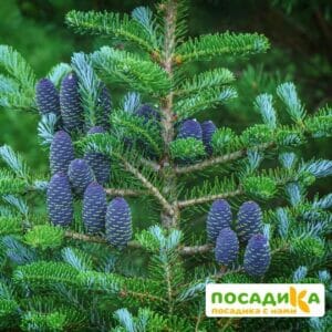 Пихта корейская (Abies koreana) купить по цене от 450.00р. в интернет-магазине «Посадика» с доставкой почтой в в Александровске-Сахалинском и по всей России – [изображение №1].