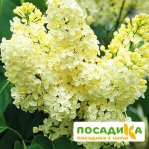 Сирень Примроуз (Primrose) купить по цене от 529.00р. в интернет-магазине «Посадика» с доставкой почтой в в Александровске-Сахалинском и по всей России – [изображение №1].