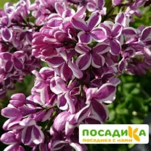 Сирень Сенсация купить по цене от 529.00р. в интернет-магазине «Посадика» с доставкой почтой в в Александровске-Сахалинском и по всей России – [изображение №1].