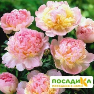 Пион Распберри Сандей (Paeonia Raspberry Sundae) купить по цене от 959р. в интернет-магазине «Посадика» с доставкой почтой в в Александровске-Сахалинском и по всей России – [изображение №1].