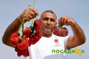 Клубника Гигант Джорнея купить по цене от 266р. в интернет-магазине «Посадика» с доставкой почтой в в Александровске-Сахалинском и по всей России – [изображение №1].