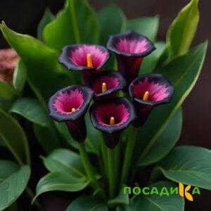 Калла Аура Лейс купить по цене от 400р. в интернет-магазине «Посадика» с доставкой почтой в в Александровске-Сахалинском и по всей России – [изображение №1].