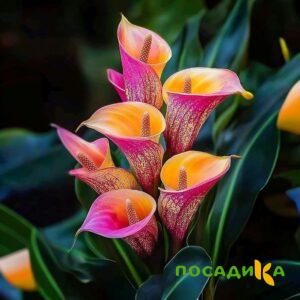 Калла Оникс купить по цене от 450р. в интернет-магазине «Посадика» с доставкой почтой в в Александровске-Сахалинском и по всей России – [изображение №1].