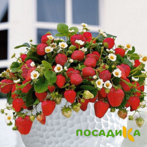 Клубника Рубиновый Шепот (горшечная) купить по цене от 240р. в интернет-магазине «Посадика» с доставкой почтой в в Александровске-Сахалинском и по всей России – [изображение №1].