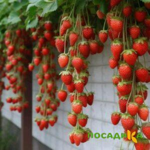 Клубника вьющаяся Комплимент купить по цене от 470р. в интернет-магазине «Посадика» с доставкой почтой в в Александровске-Сахалинском и по всей России – [изображение №1].