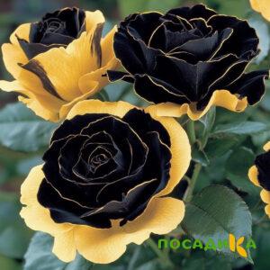 Роза Ханни Сикл купить по цене от 700р. в интернет-магазине «Посадика» с доставкой почтой в в Александровске-Сахалинском и по всей России – [изображение №1].