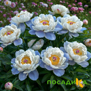 Пион акварельный Этюд купить по цене от 806р. в интернет-магазине «Посадика» с доставкой почтой в в Александровске-Сахалинском и по всей России – [изображение №1].