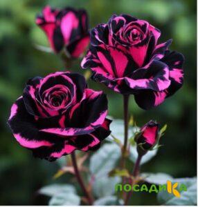 Роза Багровый Шепот купить по цене от 366р. в интернет-магазине «Посадика» с доставкой почтой в в Александровске-Сахалинском и по всей России – [изображение №1].
