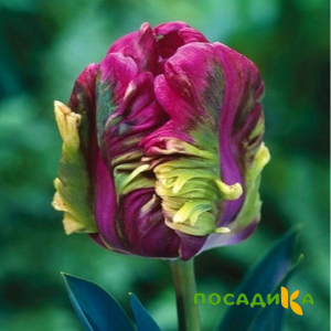 Тюльпан Экзотик Хэвен купить по цене от 186р. в интернет-магазине «Посадика» с доставкой почтой в в Александровске-Сахалинском и по всей России – [изображение №1].